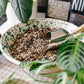 Rainforest Bundle