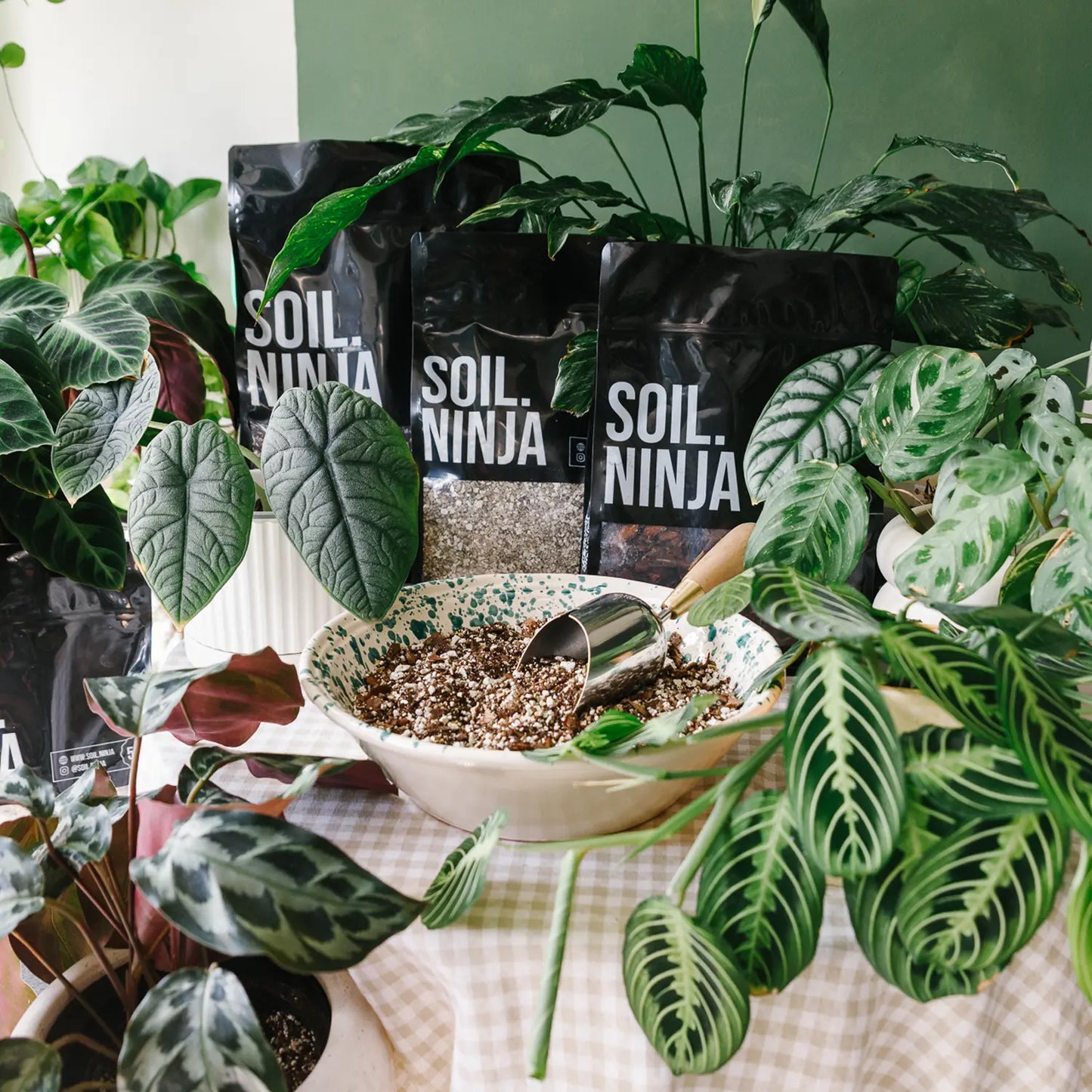 Rainforest Bundle