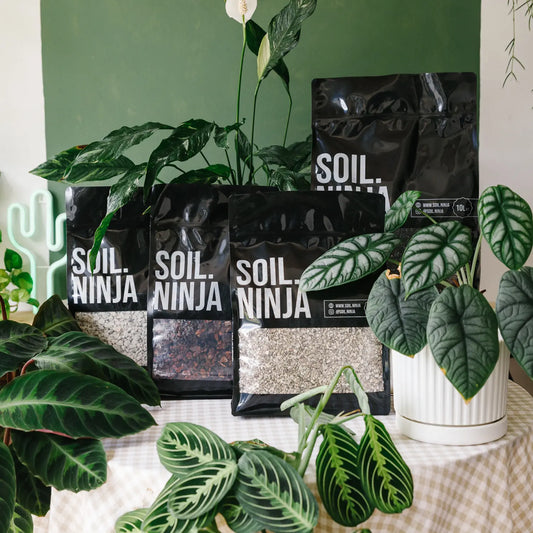 Rainforest Bundle