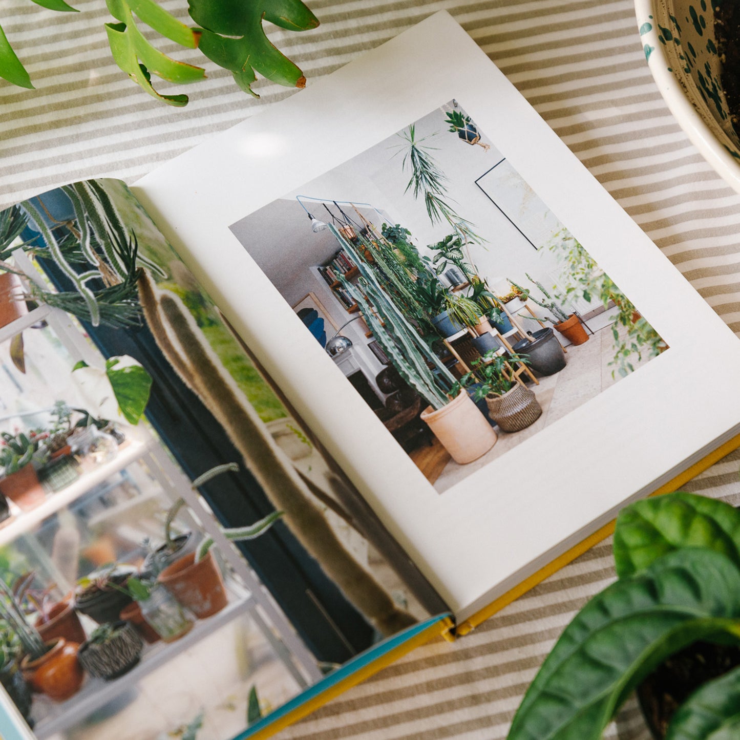 The Plant Rescuer - Sarah Gerrard-Jones