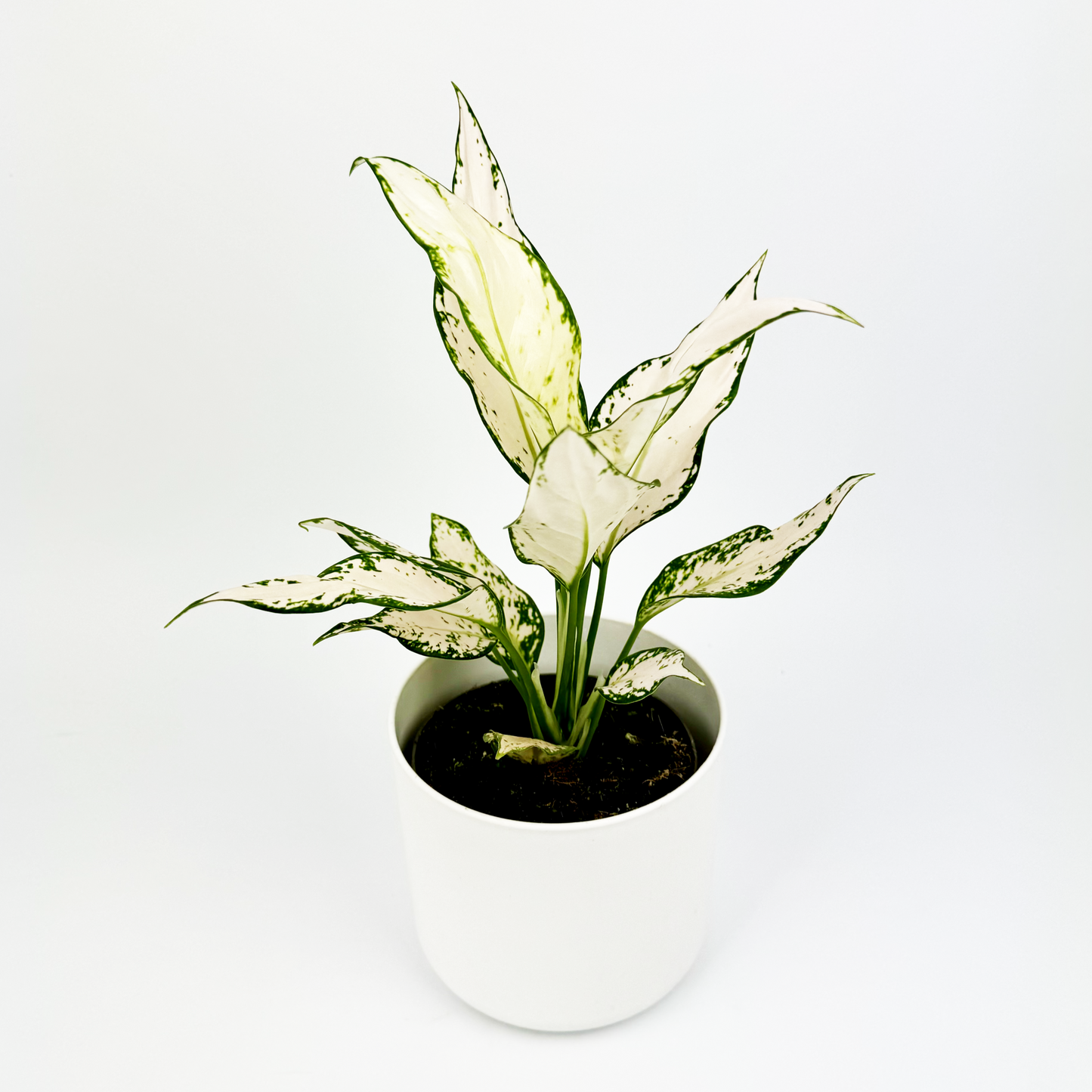 Aglaonema Vanilla Baby 12cm Houseplant