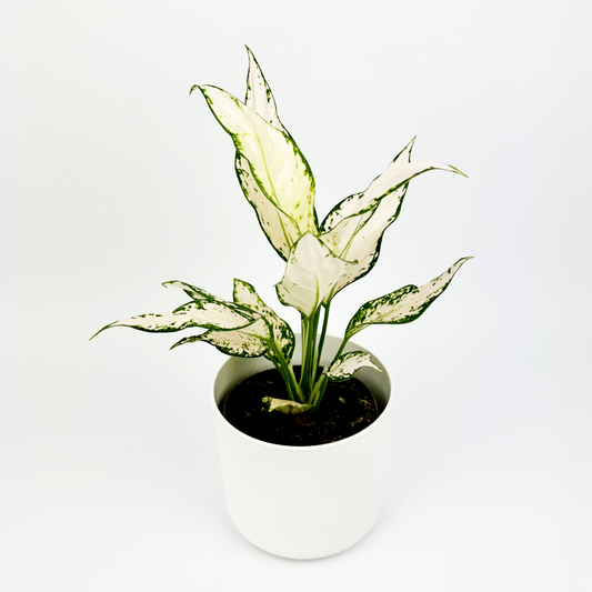 Aglaonema Vanilla Baby 12cm Houseplant