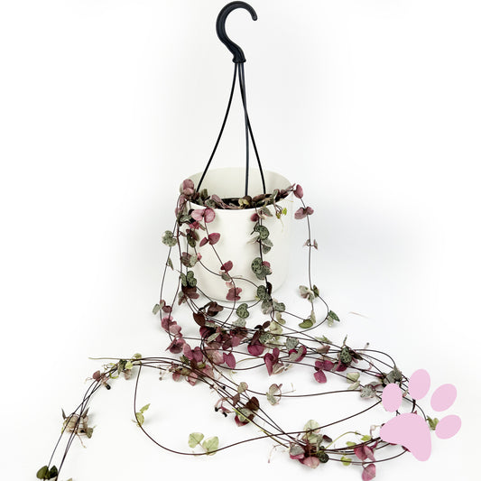 Variegated String Of Hearts