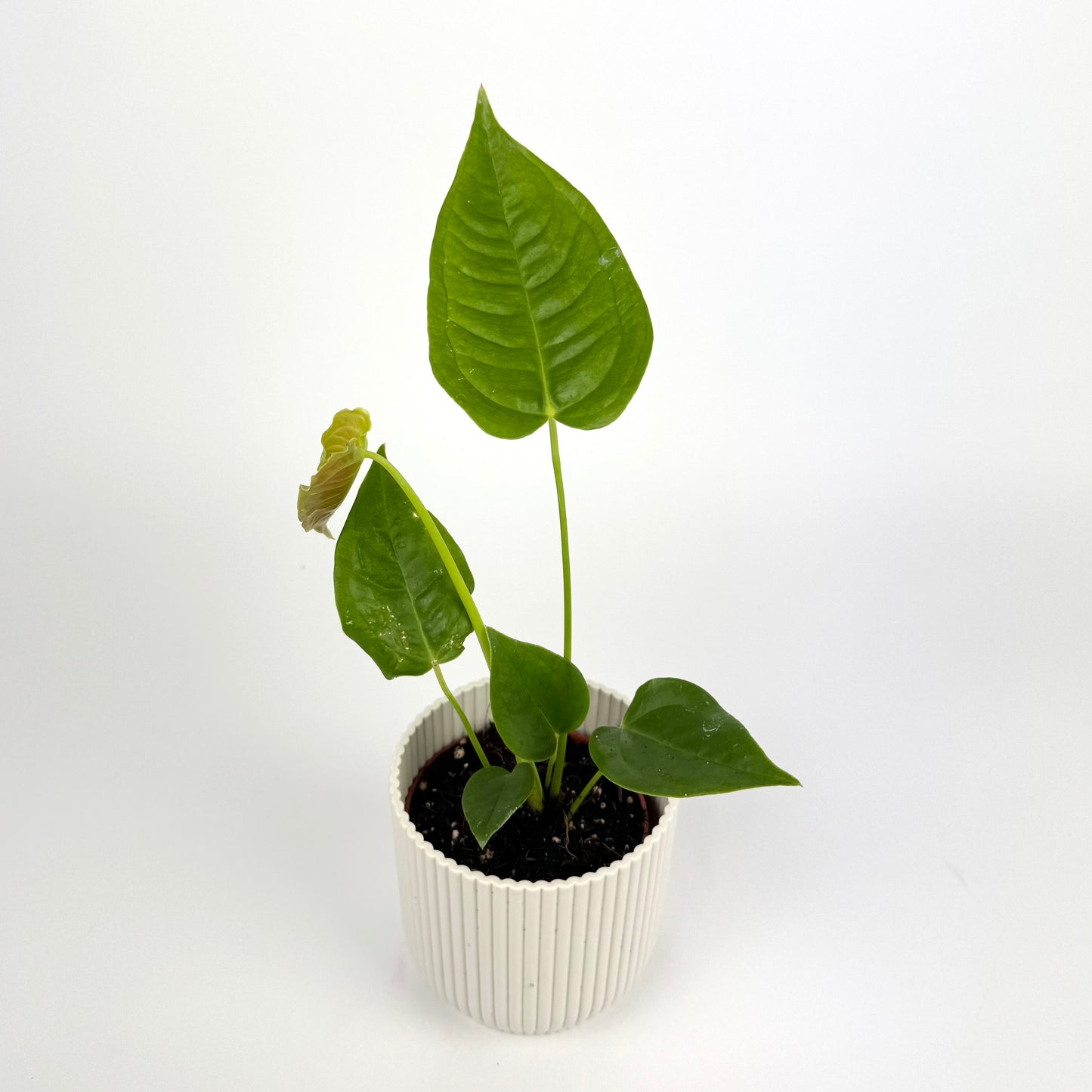 Anthurium Veitchii Narrow