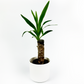 Yucca 12cm Houseplant