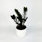 Zamioculcas Raven 14cm Houseplant