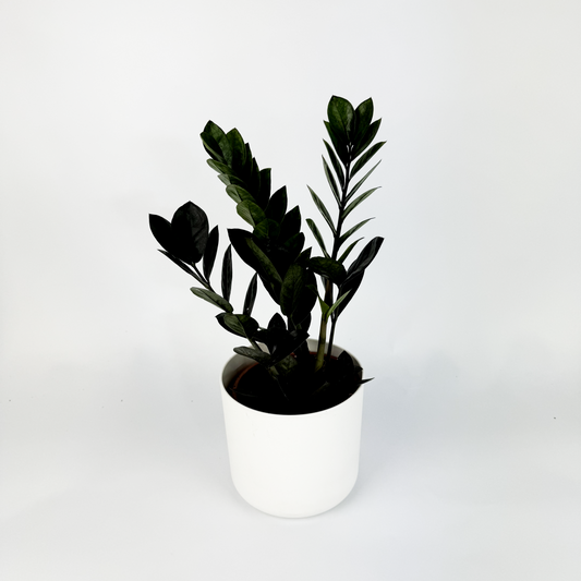 Zamioculcas Raven 14cm Houseplant