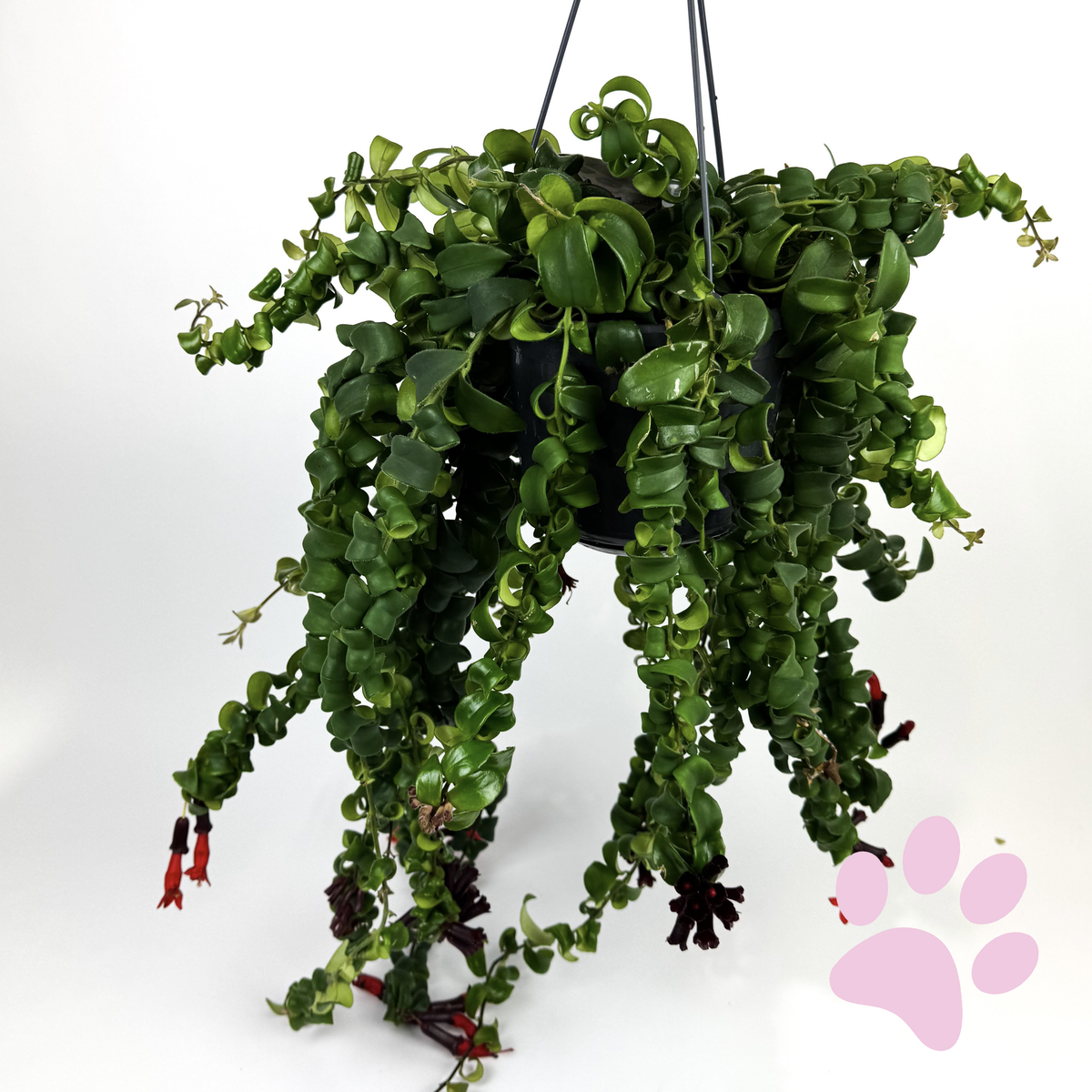 Aeschynanthus Rasta 15cm Houseplant
