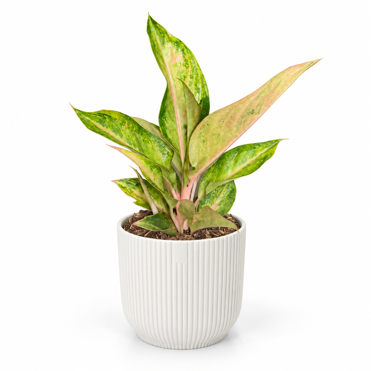 Aglaonema Guave Pink 12cm Houseplant