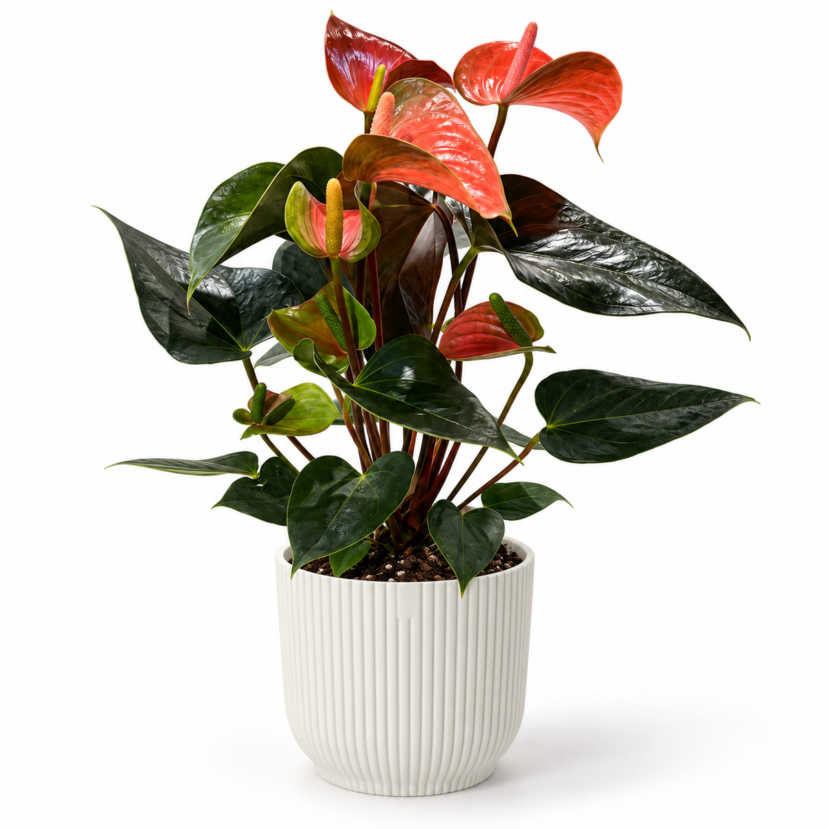 Anthurium Royal Rainbow Champion 14cm | Houseplant