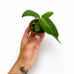 Mini plants Bundle - 6cm Plants