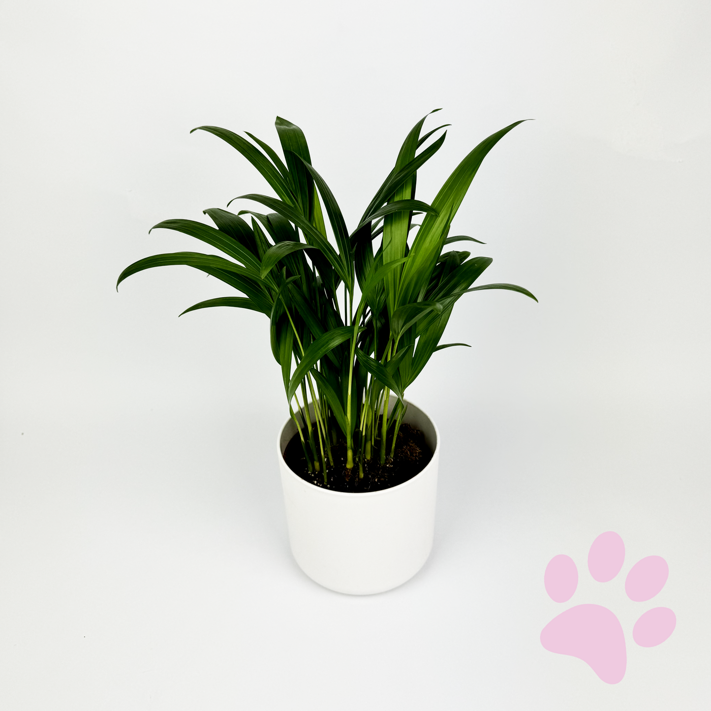 Areca Palm 10.5cm Houseplant