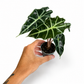 Mini plants Bundle - 6cm Plants