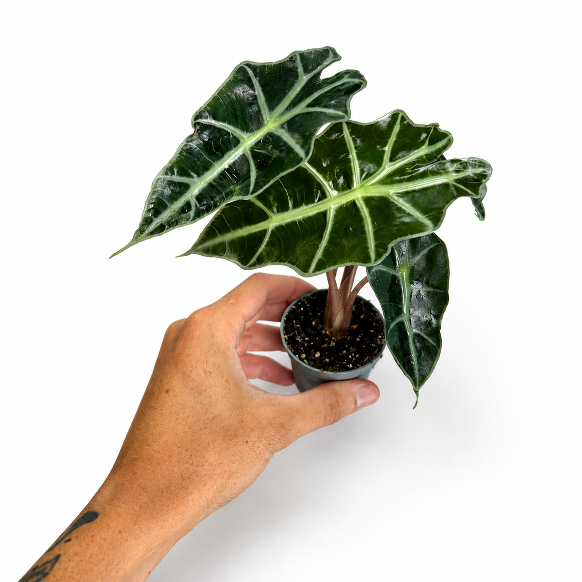 Mini plants Bundle - 6cm Plants