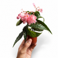 Mini plants Bundle - 6cm Plants