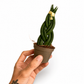 Mini plants Bundle - 6cm Plants