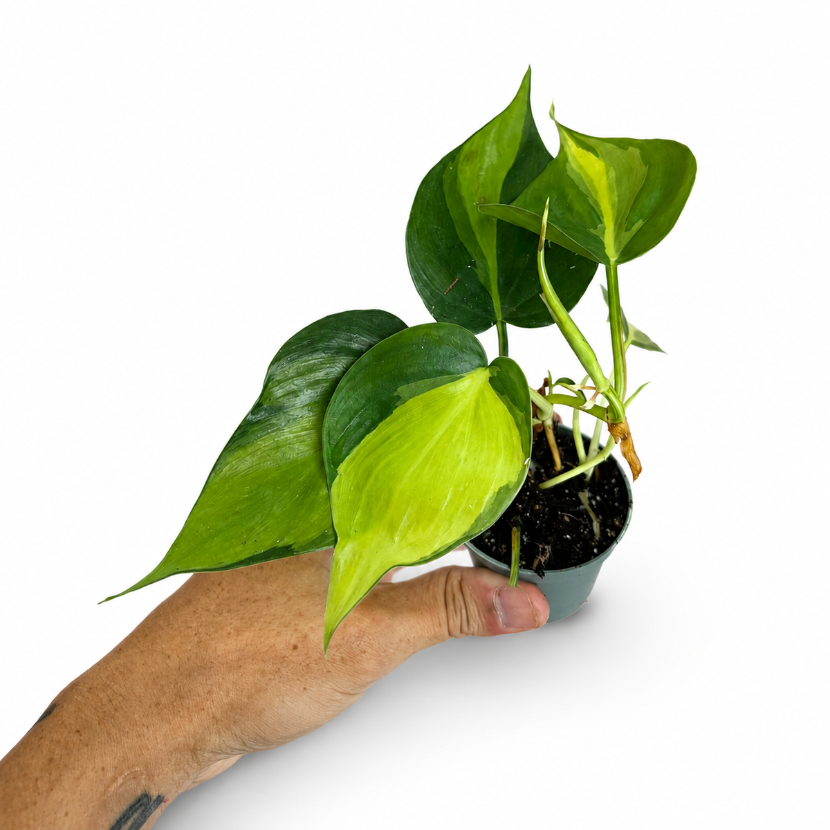 Mini plants Bundle - 6cm Plants