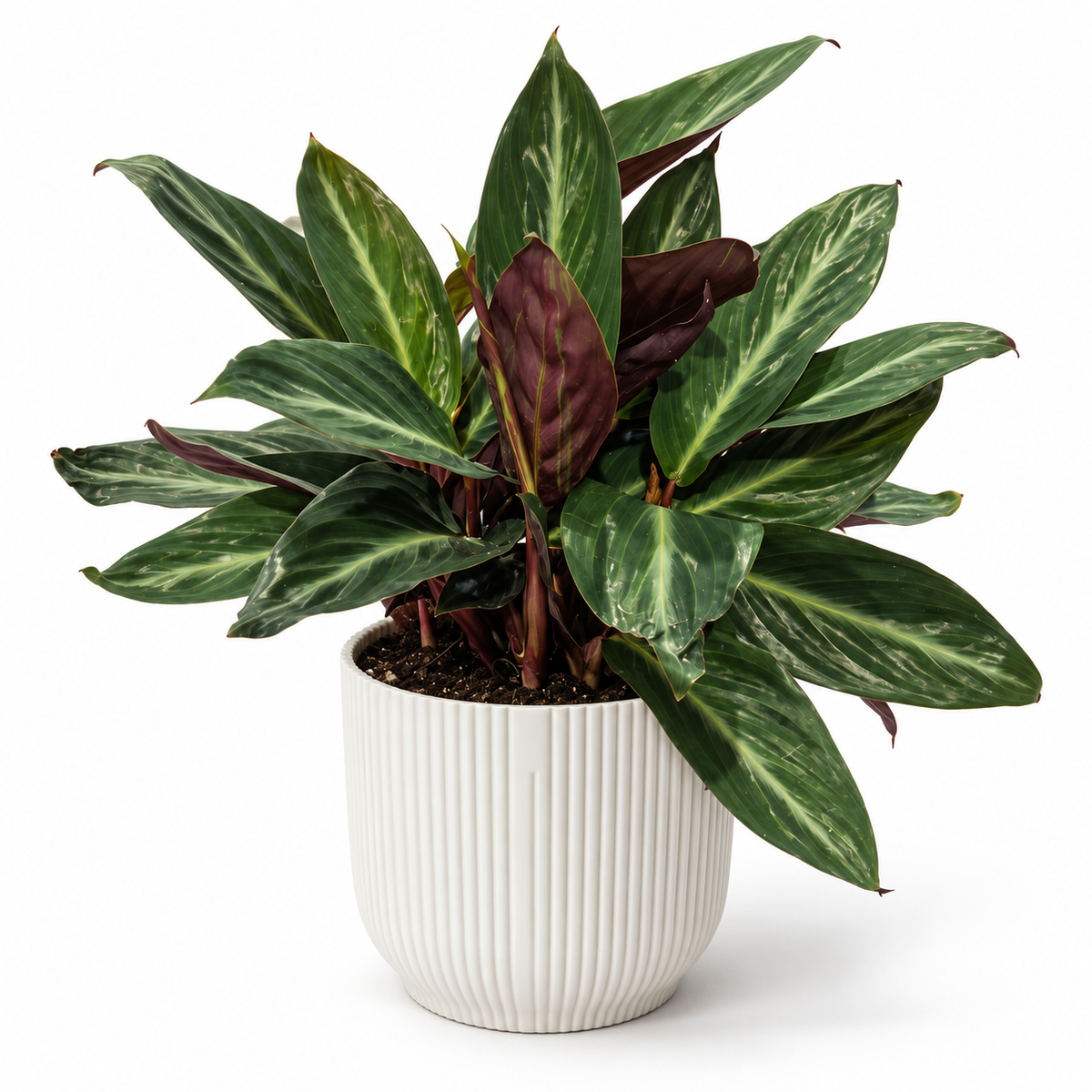 Calathea Magicstar 12cm Houseplant