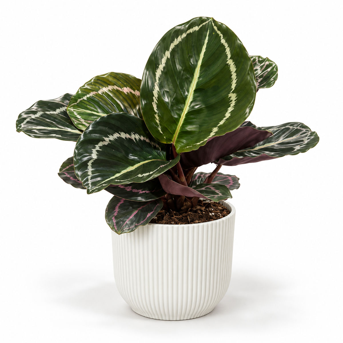 Calathea Princess Jesse 12cm Houseplant