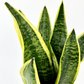 Snake Laurentii 14cm Houseplant