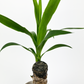 Yucca 12cm Houseplant
