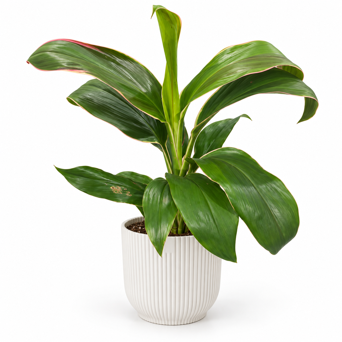 Cordyline Marshmallow Queen 12cm Houseplant