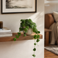 Dischidia Platyphylla 14cm Houseplant