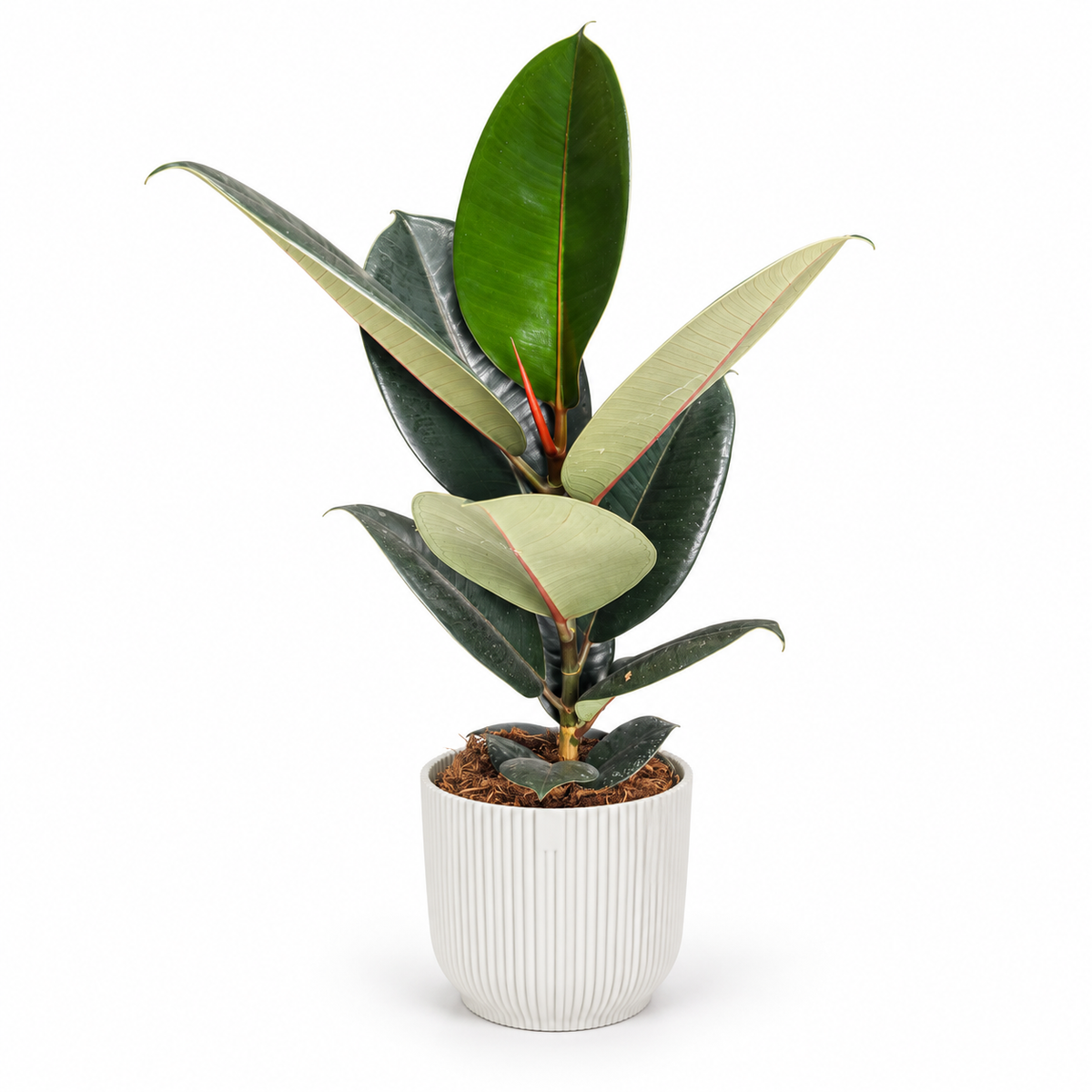 Ficus elastica Abidjan 14cm Houseplant