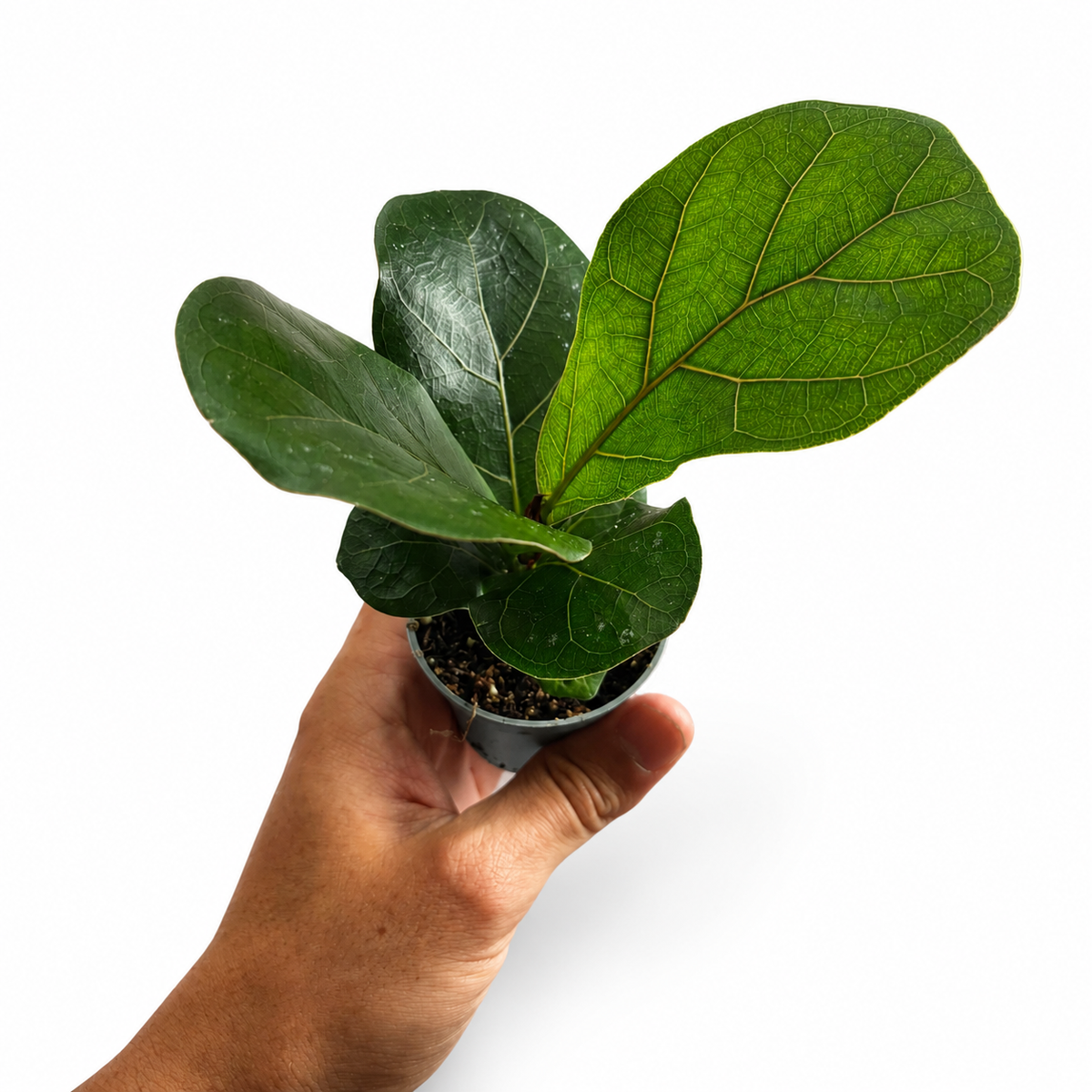 Mini plants Bundle - 6cm Plants
