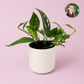 Epipremnum Cebu Blue 12cm Houseplant