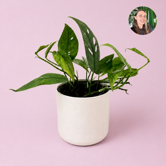 Epipremnum Cebu Blue 12cm Houseplant
