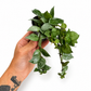 Mini plants Bundle - 6cm Plants