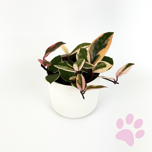 Hoya Flamingo Dream 12cm Houseplant