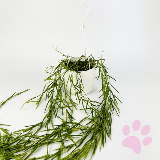 Hoya Linearis 12cm Houseplant