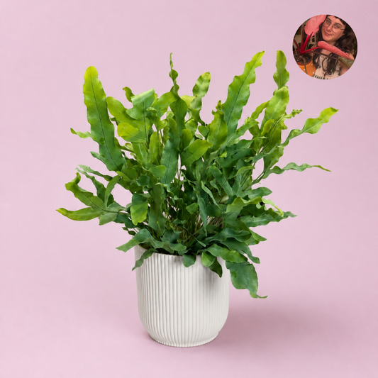 Blue Star Fern 12cm Houseplant