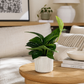 Monstera Sp. 'Peru' 14cm Houseplant