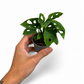 Mini plants Bundle - 6cm Plants