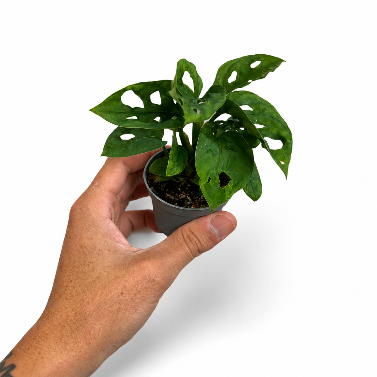 Mini plants Bundle - 6cm Plants