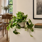 Marble Queen Pothos 15cm Houseplant