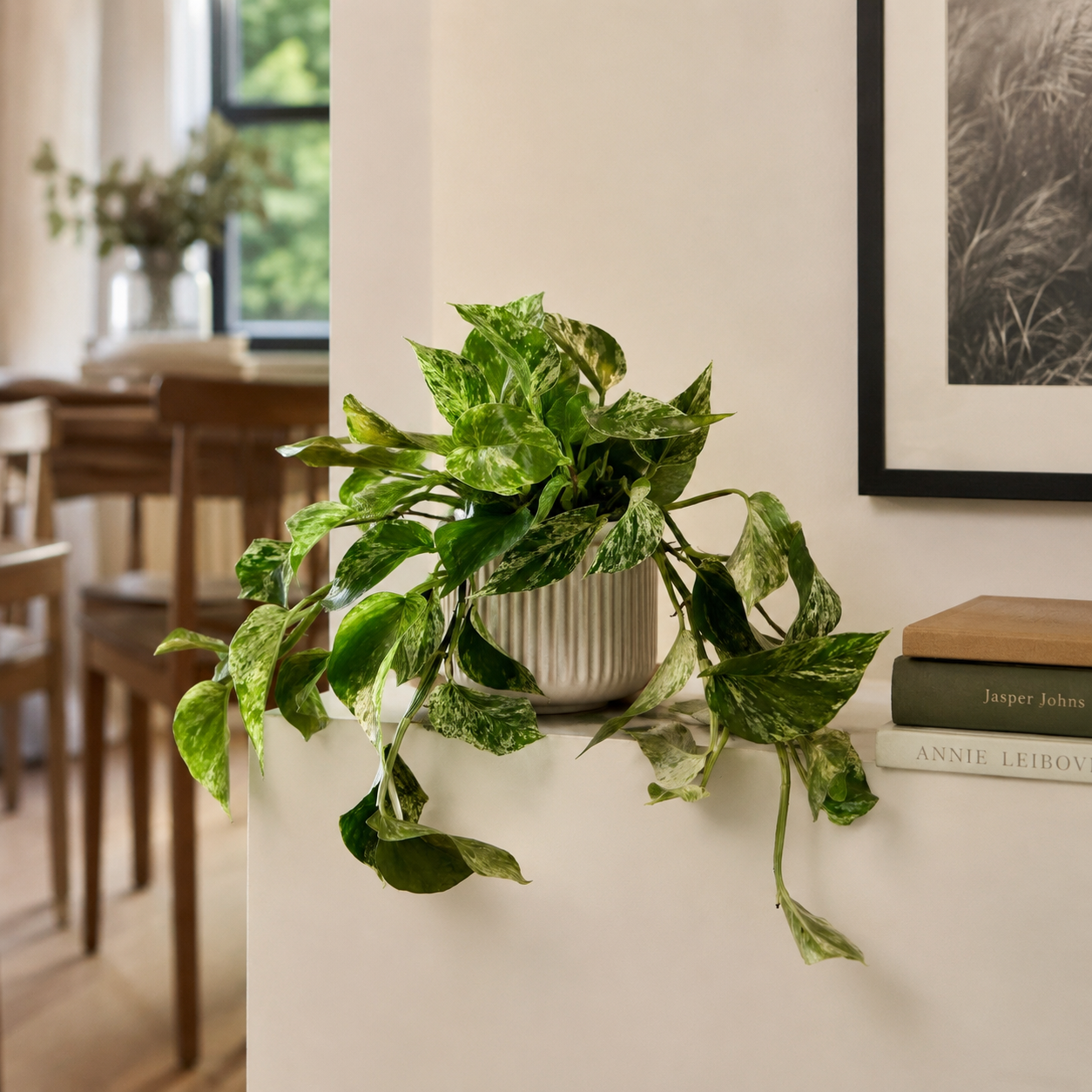 Marble Queen Pothos 15cm Houseplant