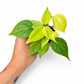 Mini plants Bundle - 6cm Plants