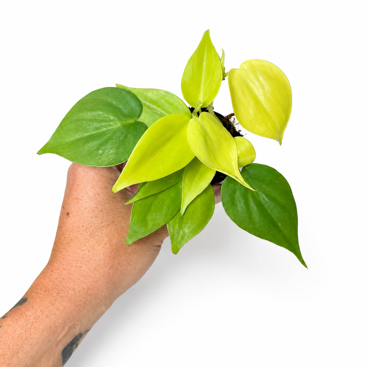 Mini plants Bundle - 6cm Plants