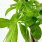 Pachira Aquatica 12m Houseplant