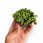 Mini plants Bundle - 6cm Plants