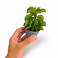 Mini plants Bundle - 6cm Plants