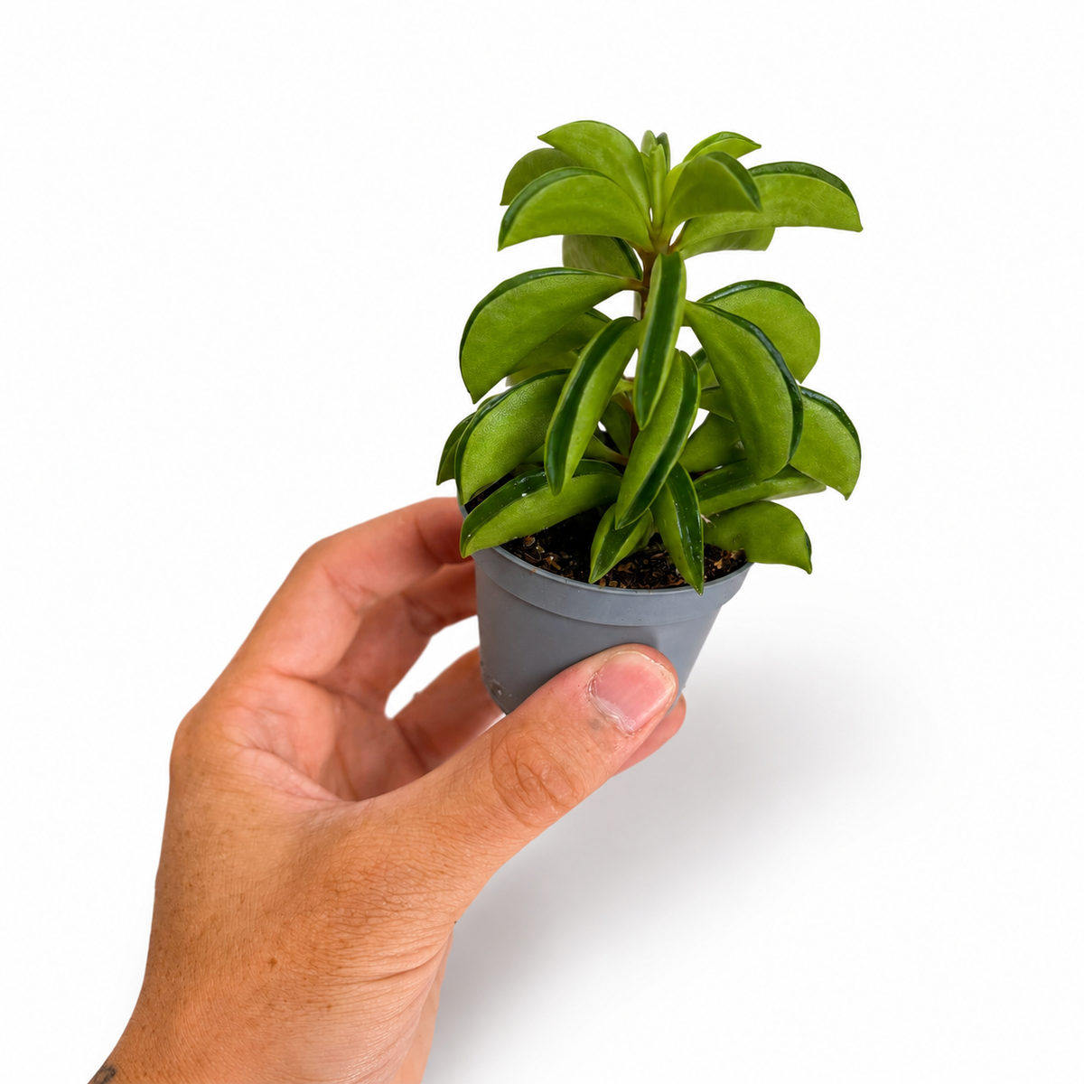 Mini plants Bundle - 6cm Plants