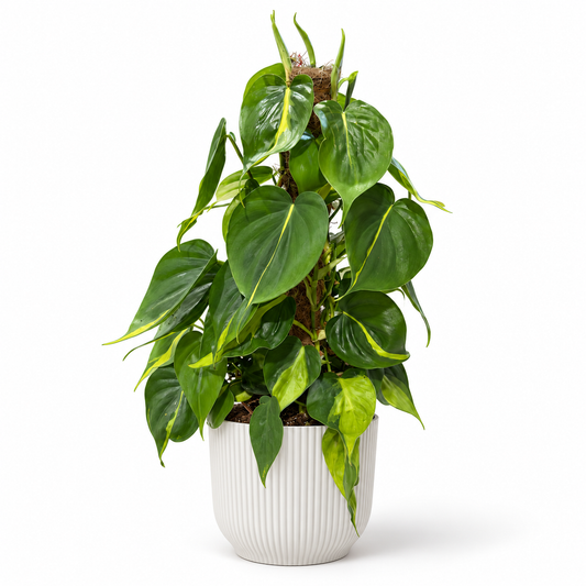 Philodendron Brazil 15cm Houseplant