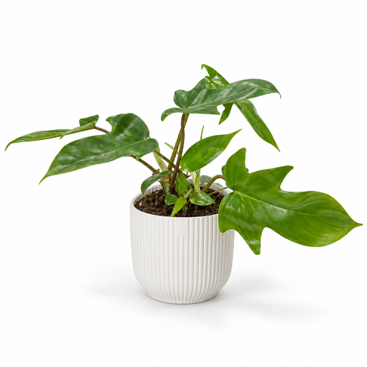 Philodendron Florida Green 12cm Houseplant