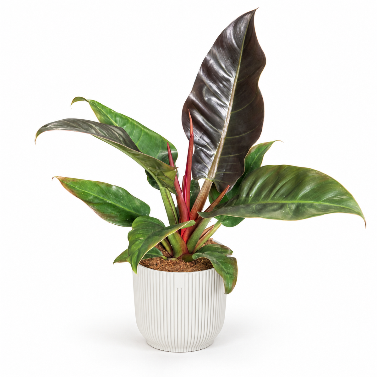Philodendron Imperial Red 17cm Houseplant