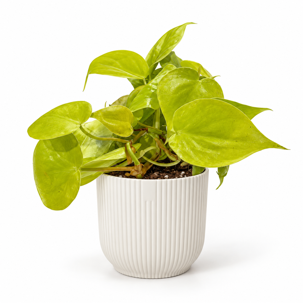 Philodendron Micans Lime 12cm Houseplant
